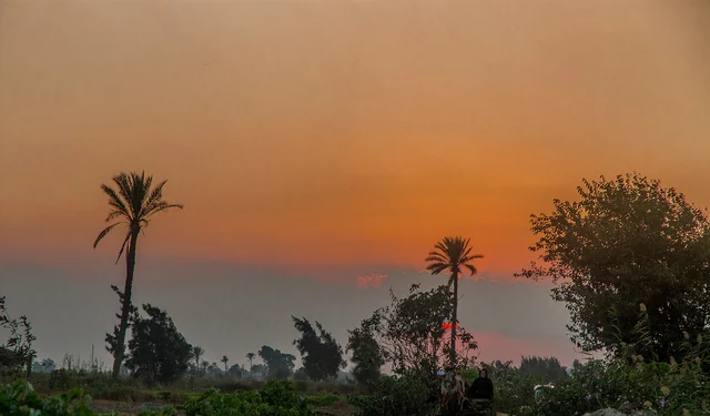 A rural path, palm trees and a cart beneath an orange sunset.